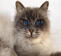 Blue tabby seniore #catterycyliyana